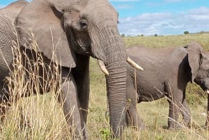 Dagtrip naar Amboseli National Park vanuit Nairobi.