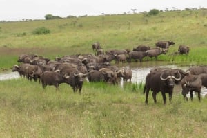 Dagtrip naar Amboseli National Park vanuit Nairobi.