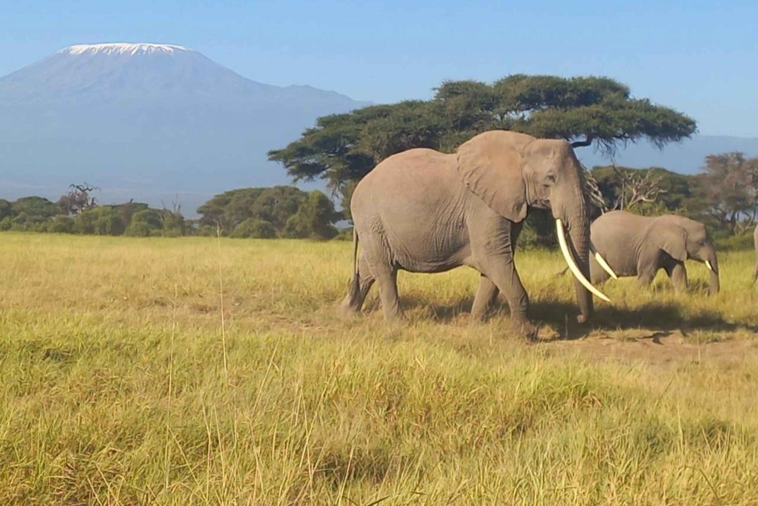 DAGTOUR AMBOSELI NATIONAAL PARK PRIVÉ SAFARI VANUIT NAIROBI.