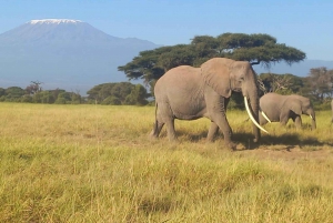 JEDNODNIOWA WYCIECZKA AMBOSELI NATIONAL PARK PRYWATNE SAFARI Z NAIROBI.
