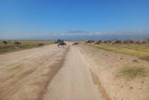 JEDNODNIOWA WYCIECZKA AMBOSELI NATIONAL PARK PRYWATNE SAFARI Z NAIROBI.