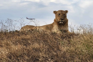 JEDNODNIOWA WYCIECZKA AMBOSELI NATIONAL PARK PRYWATNE SAFARI Z NAIROBI.