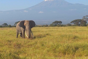 JEDNODNIOWA WYCIECZKA AMBOSELI NATIONAL PARK PRYWATNE SAFARI Z NAIROBI.