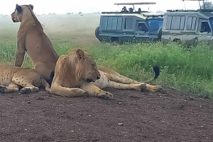 JEDNODNIOWA WYCIECZKA AMBOSELI NATIONAL PARK PRYWATNE SAFARI Z NAIROBI.