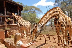 Day Tour: Giraffe Center,Elephant Orphanage& Carnivore Lunch
