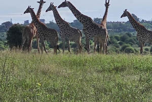 Jednodniowa wycieczka Hells gate i jezioro Naivasha z Nairobi