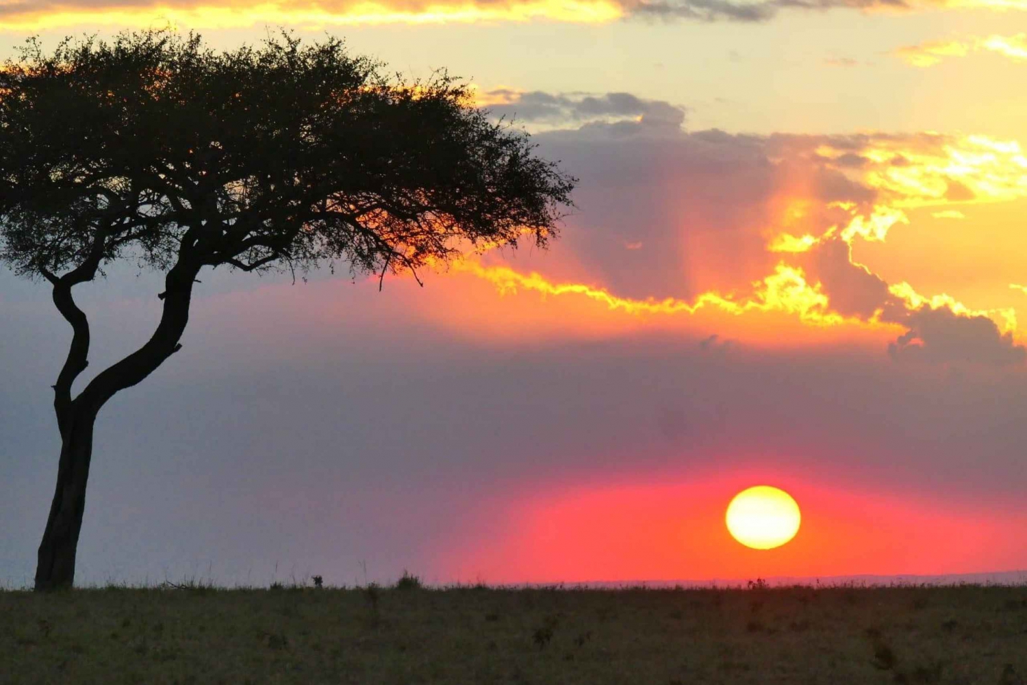 Päiväretki Nairobin kansallispuistoon, norsujen ja kirahvien keskukseen