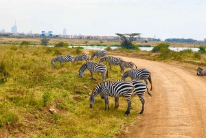 Day Tour Nairobi National Park, Elephant and Giraffe center