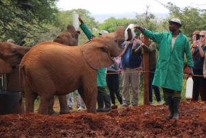 Day Tour Nairobi National Park, Elephant and Giraffe center