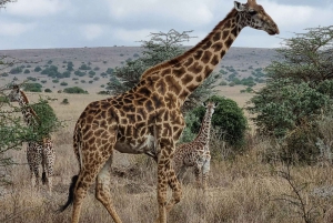 Day Tour Nairobi National Park, Elephant and Giraffe center
