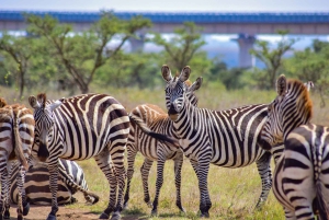 Day Tour Nairobi National Park, Elephant and Giraffe center