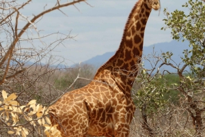 Day Tour Nairobi National Park, Elephant and Giraffe center
