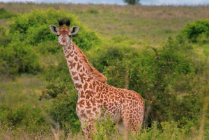 Day Tour Nairobi National Park, Elephant and Giraffe center