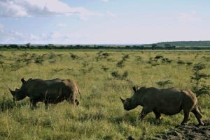 Day Tour Nairobi National Park, Elephant and Giraffe center