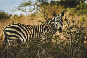 Day Tour Nairobi National Park, Elephant and Giraffe center