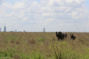 Day Tour Nairobi National Park, Elephant and Giraffe center