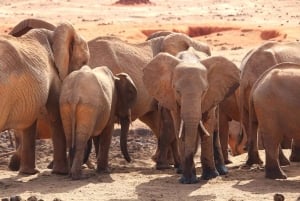 Tour di un giorno del Parco Nazionale dello Tsavo Est da Mombasa/Diani