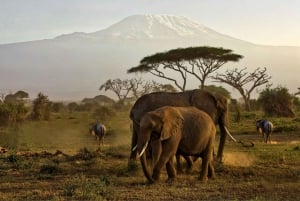 Day Tour to Amboseli National Park and Maasai Village