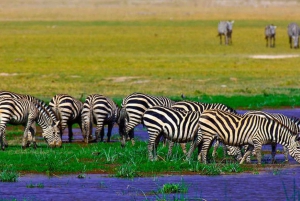 Day Tour to Amboseli National Park and Maasai Village