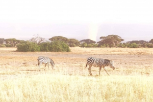 Day Tour to Amboseli National Park and Maasai Village