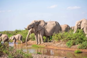 Nairobi: Päiväretki Amboselin kansallispuistoon ja maasai-kylään.