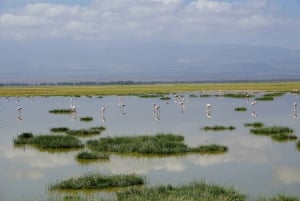 Nairobi: Dagsutflykt till Amboseli nationalpark och Maasai Village