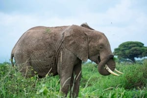 Nairobi: Dagsutflykt till Amboseli nationalpark och Maasai Village