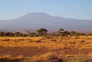 Nairobi: Dagsutflykt till Amboseli nationalpark och Maasai Village