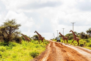 Nairobi: Dagsutflykt till Amboseli nationalpark och Maasai Village