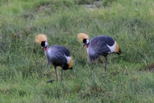 Nairobi: Dagsutflykt till Amboseli nationalpark och Maasai Village