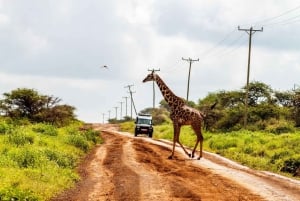 Nairobi: Dagsutflykt till Amboseli nationalpark och Maasai Village