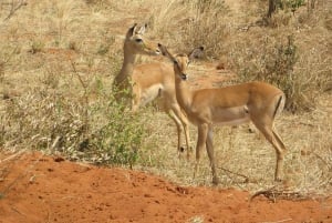 Nairobi: Dagsutflykt till Amboseli nationalpark och Maasai Village