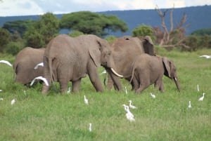 Excursion d'une journée au parc national d'Amboseli depuis Nairobi