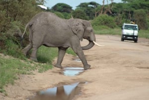 Excursion d'une journée au parc national d'Amboseli depuis Nairobi