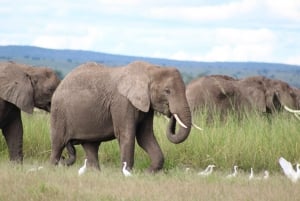 Excursion d'une journée au parc national d'Amboseli depuis Nairobi