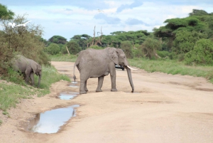 Excursion d'une journée au parc national d'Amboseli depuis Nairobi