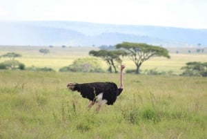 Excursion d'une journée au parc national d'Amboseli depuis Nairobi