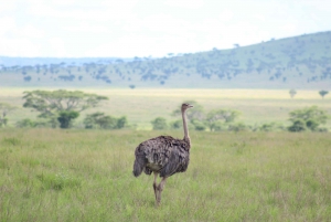 Excursion d'une journée au parc national d'Amboseli depuis Nairobi