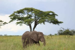 Excursion d'une journée au parc national d'Amboseli depuis Nairobi