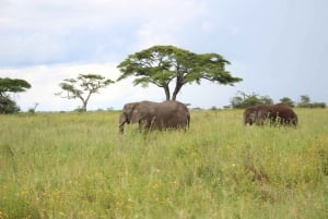 Excursion d'une journée au parc national d'Amboseli depuis Nairobi