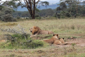 Day Tour To Amboseli National Park