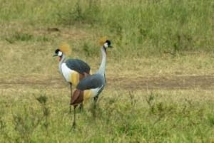 Day Tour To Amboseli National Park