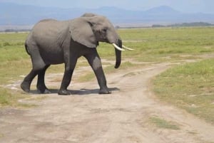 Day Tour To Amboseli National Park