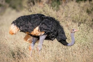 Day Tour To Amboseli National Park