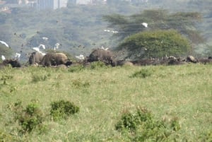Day Tour To Amboseli National Park
