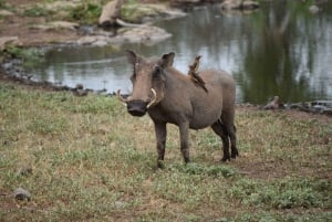 Day Tour To Amboseli National Park