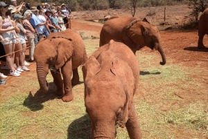 Day Tour To David Sheldrick Elephant Orphanage Trust And Gir