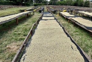 Day Tour to Fairview Coffee Estate From Nairobi