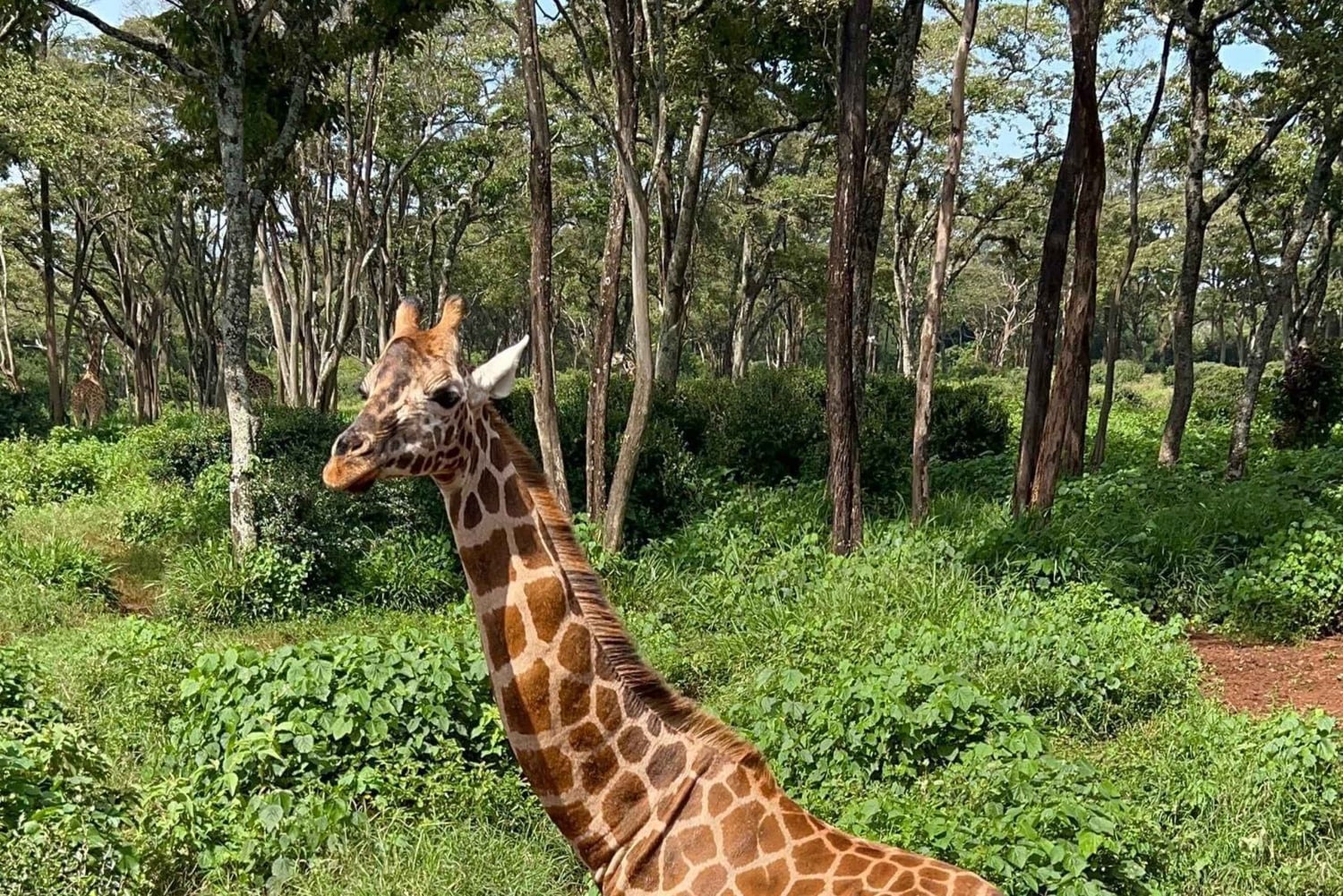 Dagstur till Giraffe Center och Karen Blixen Museum