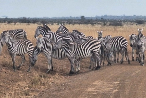 Day Tour to Giraffe Center and Karen Blixen Museum